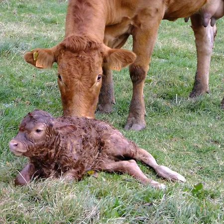 14-18 Meuse-argonne Montfaucon-d'Argonne